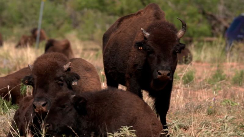 gas drilling is disrupting animal migration