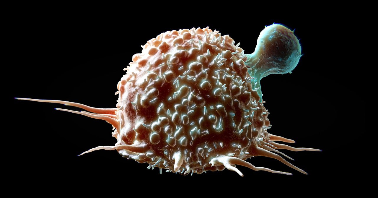 A Crispr therapy is designed to attack tumors.