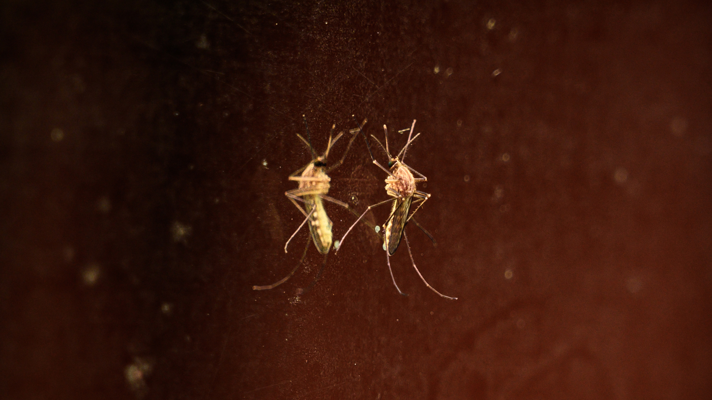 The fight against malaria in Africa would be derailed by this mosquito.