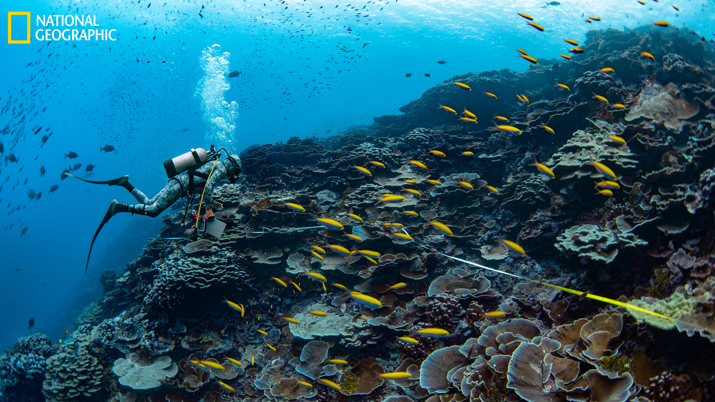 Scientists were able to replicate the coral reef after it resurrected itself.