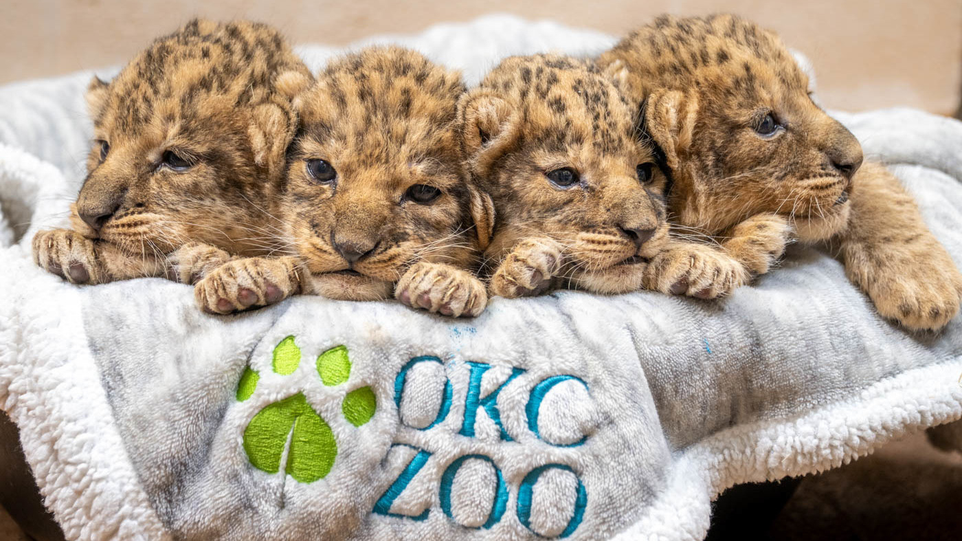 The Oklahoma City Zoo has four lion pups.